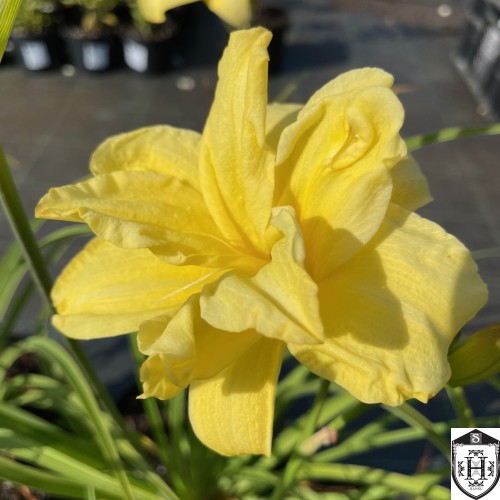 Hemerocallis 'Double River Wye' - Päevaliilia 'Double River Wye' P9/0,55L